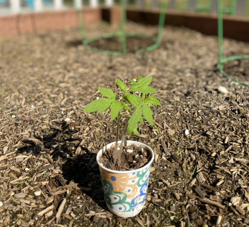 growing a tomato plant from seed
