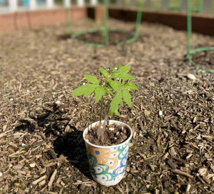 growing a tomato plant from seed