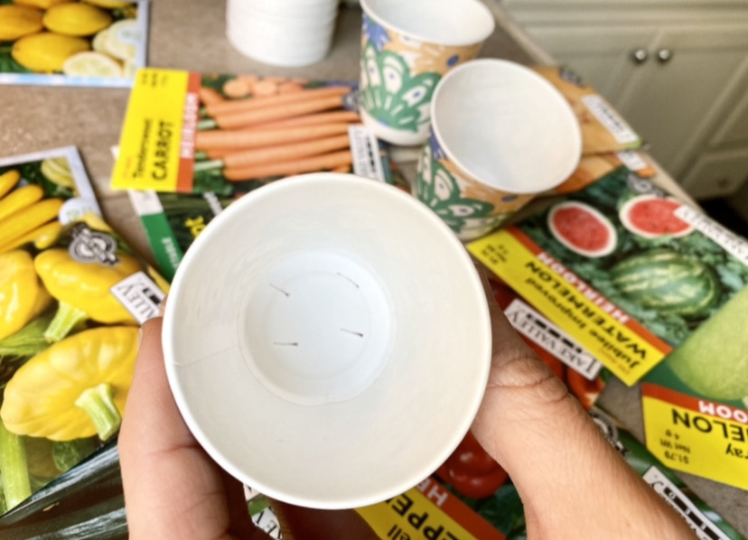starting a vegetable garden from seeds using a dixie cup