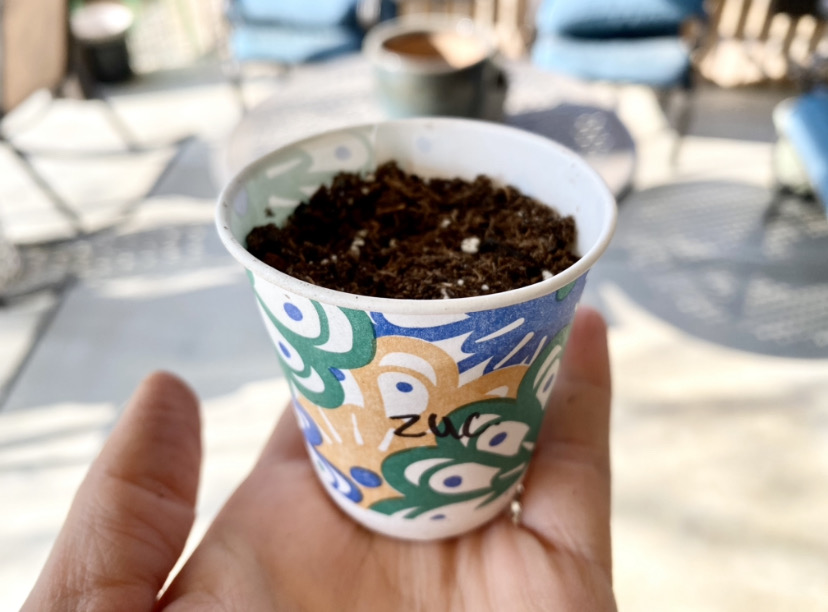 growing vegetable seeds in a dixie cup