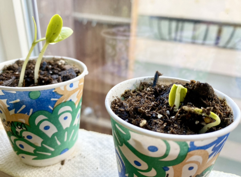 growing vegetable seeds in a dixie cup